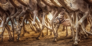 Salon.Photo Bronze Medal